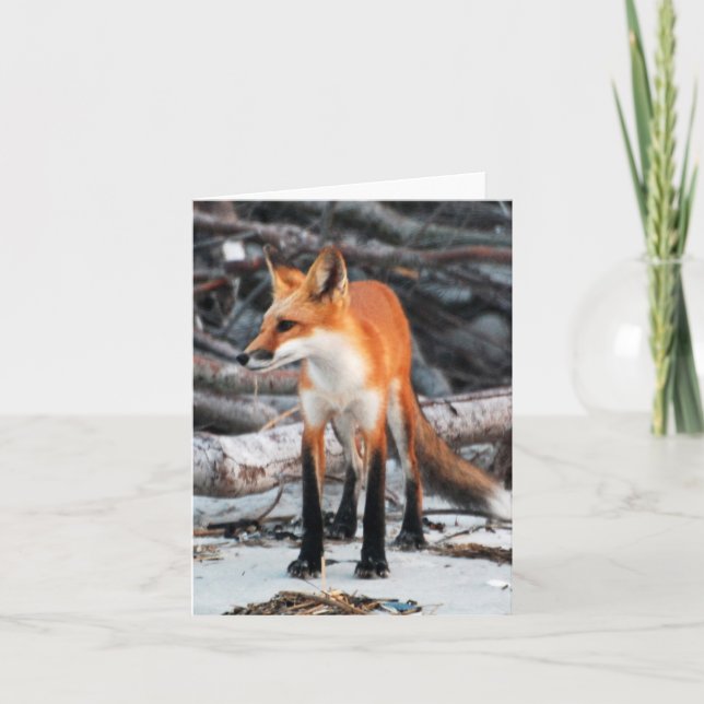 Red Fox Note/Grußkarte unserer Planet-Serie gerett Karte (Vorderseite)