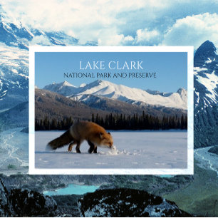 Red Fox on Snowy Lake Telaquana, Lake Clark, NPP Postkarte
