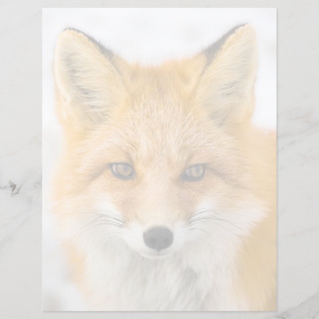 Red Fox Portrait (Vorderseite)