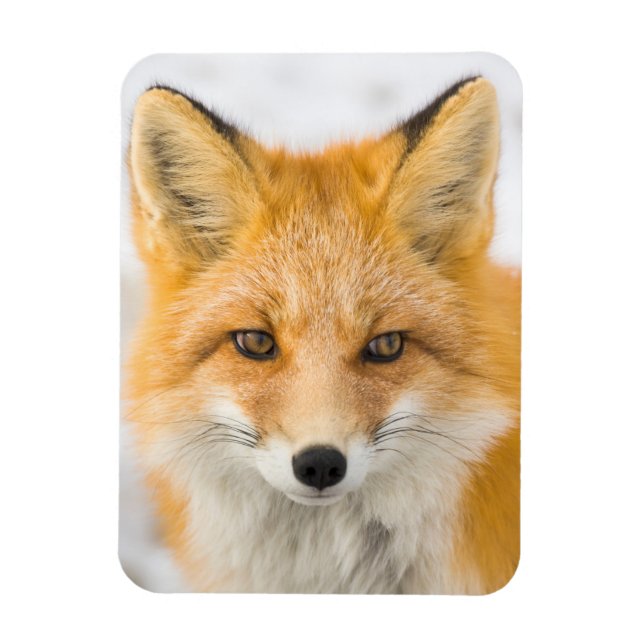 Red Fox Portrait Magnet (Vertikal)