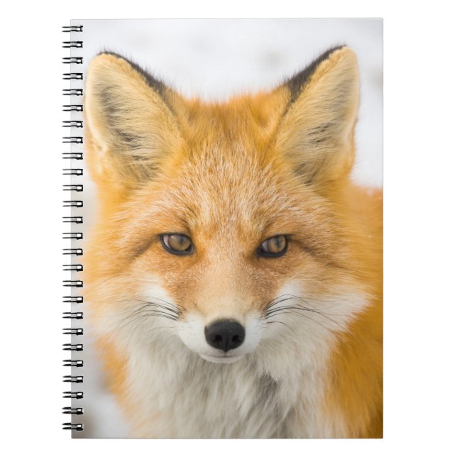Red Fox Portrait Notizblock (Vorderseite)
