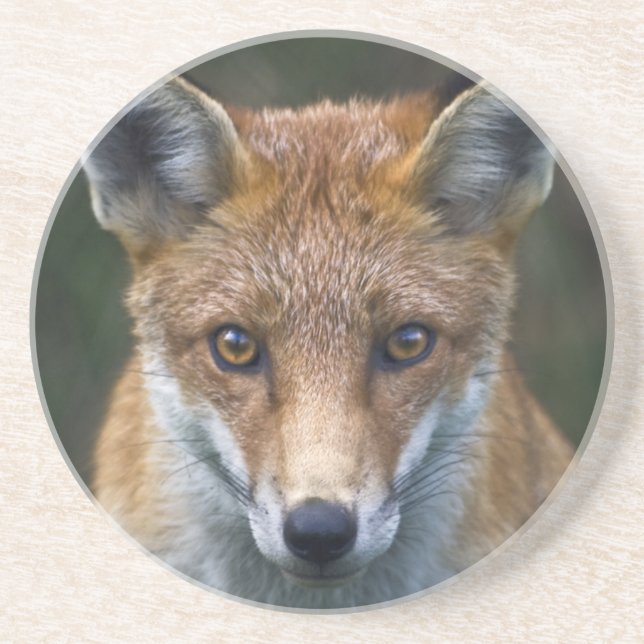 Red Fox Portrait Untersetzer (Vorne)