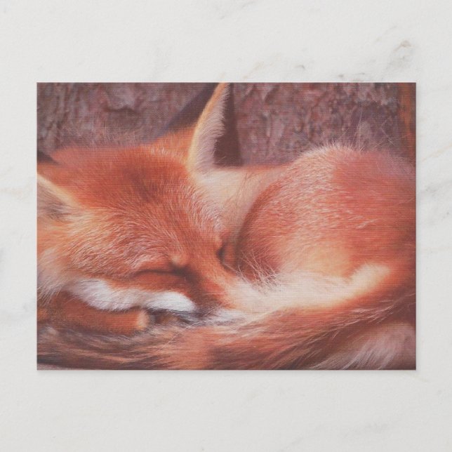 Red Fox POSTCARD Postkarte (Vorderseite)