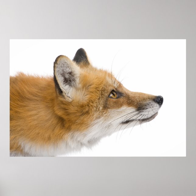 Red fox poster (Vorne)