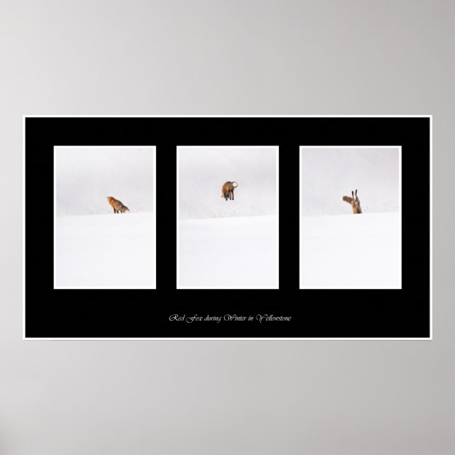 Red Fox Poster (Vorne)