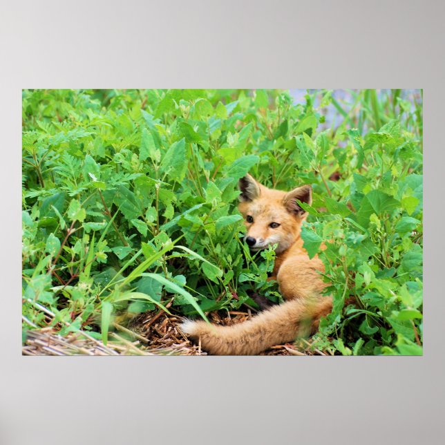 Red Fox Poster (Vorne)