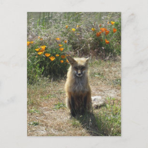 Red Fox Postkarte