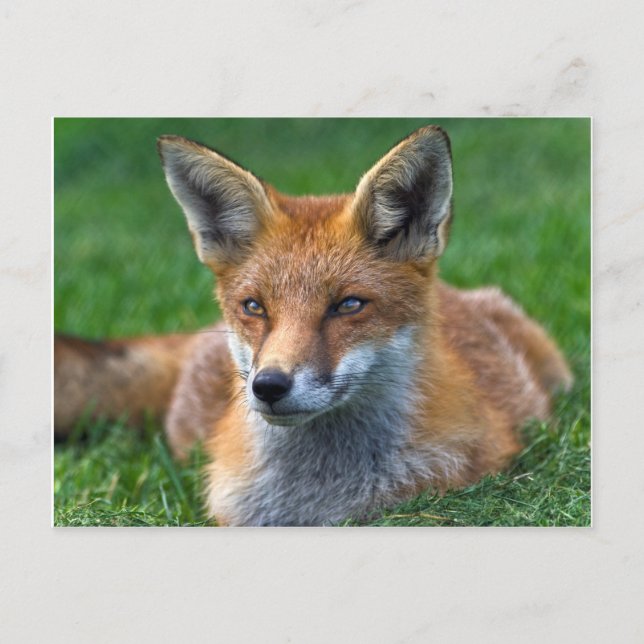 Red Fox Postkarte (Vorderseite)
