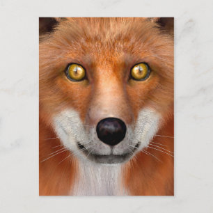 Red Fox Postkarte