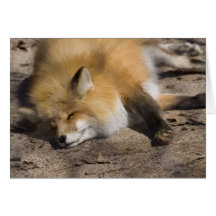 Red Fox Resting