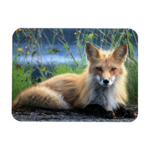Red Fox Resting Magnet