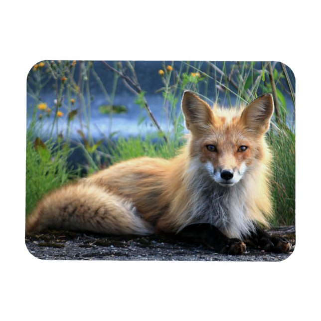 Red Fox Resting Magnet (Horizontal)