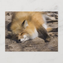 Red Fox Resting