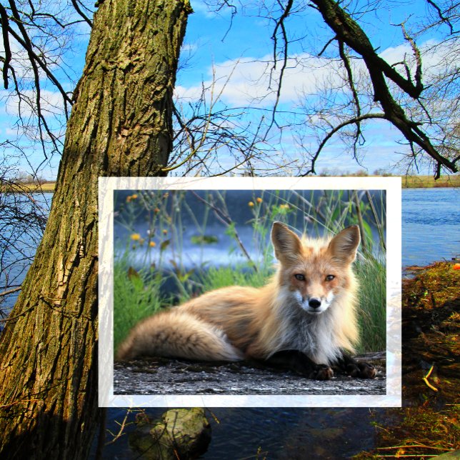Red Fox Resting Postkarte (Von Creator hochgeladen)