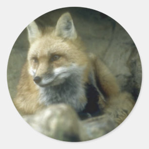 Red Fox Runder Aufkleber