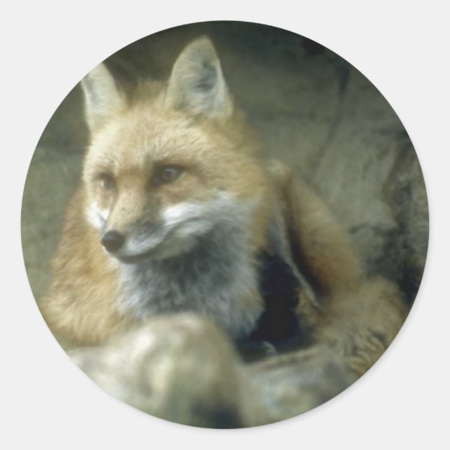 Red Fox Runder Aufkleber (Vorderseite)