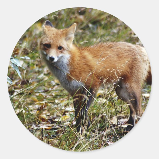 Red Fox Runder Aufkleber (Vorderseite)