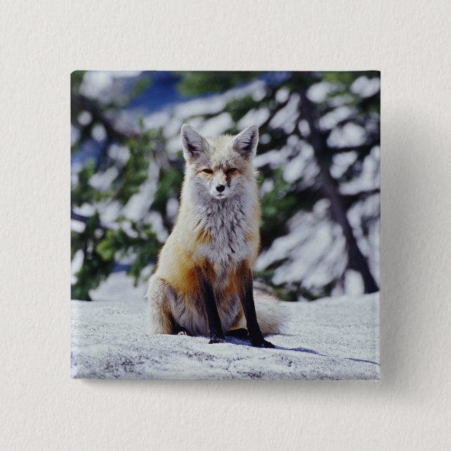Red Fox sitzend auf der Schneebrücke, Vulpes, Mt. Button (Vorderseite)