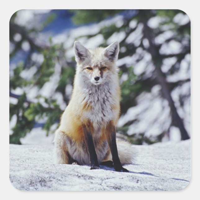 Red Fox sitzend auf der Schneebrücke, Vulpes, Mt. Quadratischer Aufkleber (Vorderseite)