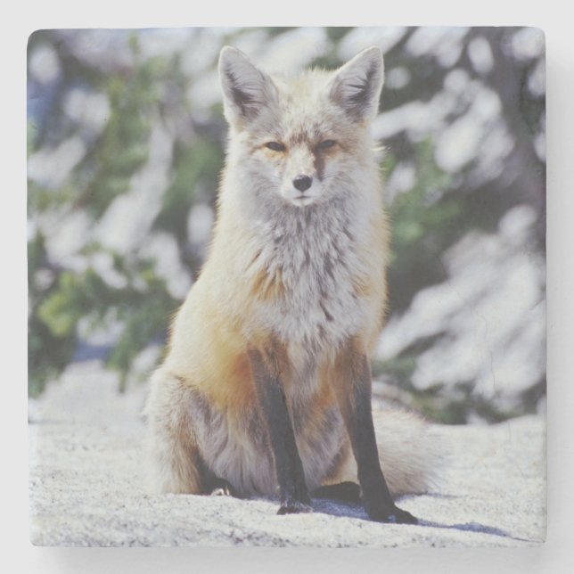 Red Fox sitzend auf der Schneebrücke, Vulpes, Mt. Steinuntersetzer (Vorderseite)