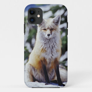 Red Fox sitzend auf der Schneebucht, Vulpes, Mt. Case-Mate iPhone Hülle