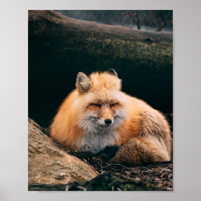 Red Fox Sleeping Poster (Vorne)
