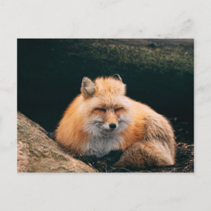 Red Fox Sleeping Postkarte