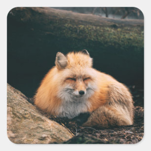Red Fox Sleeping Quadratischer Aufkleber