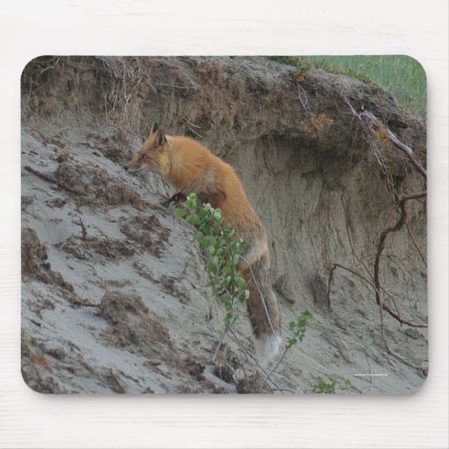 Red Fox Stealing Eggs Wildlife Mousepad (Vorne)