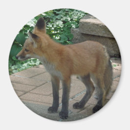 Red Fox Stehend Magnet