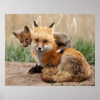 Red Fox und Baby