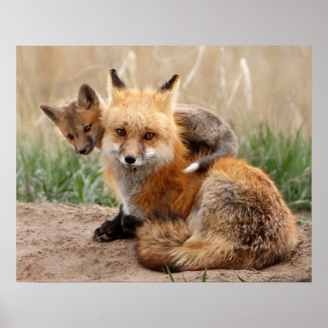 Red Fox und Baby Poster (Vorne)