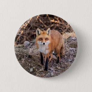Red Fox up nah und persönlich Button