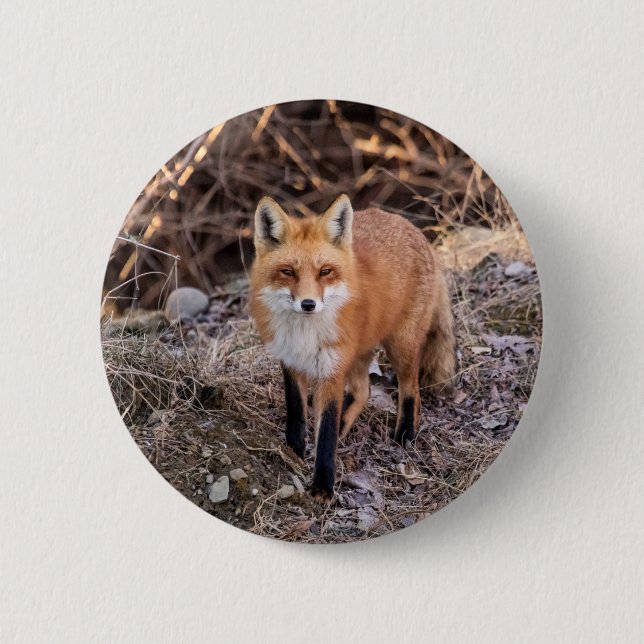 Red Fox up nah und persönlich Button (Vorderseite)