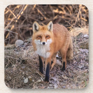 Red Fox up nah und persönlich Getränkeuntersetzer