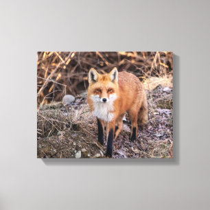 Red Fox up nah und persönlich Leinwanddruck