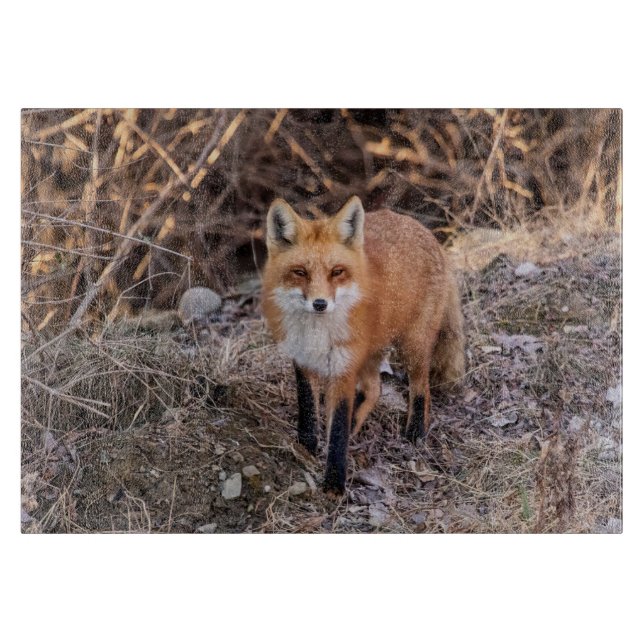Red Fox up nah und persönlich Schneidebrett (Vorderseite)