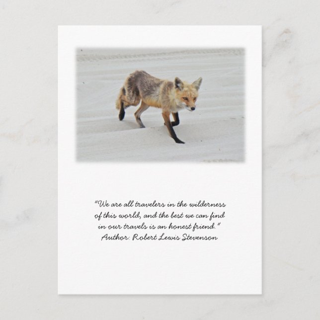 Red Fox Vixen - Island Beach Staat Park - NJ Postkarte (Vorderseite)
