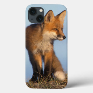 red fox, Vulpes vulpes title_seo2