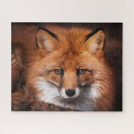 Red Fox Wild Woodland Animal
