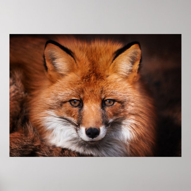 Red Fox Wild Woodland Animal Poster (Vorne)