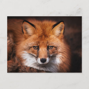 Red Fox Wild Woodland Animal Postkarte