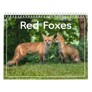 Red Foxes Calendar Kalender