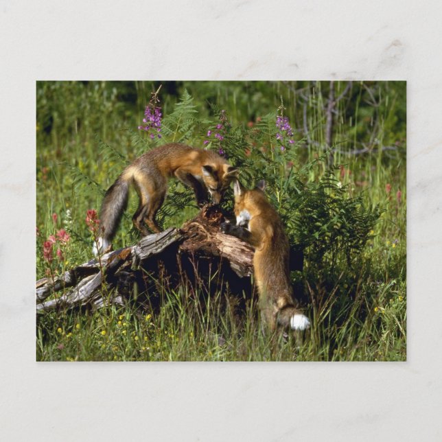 Red Foxes Kits spielen Postkarte (Vorderseite)