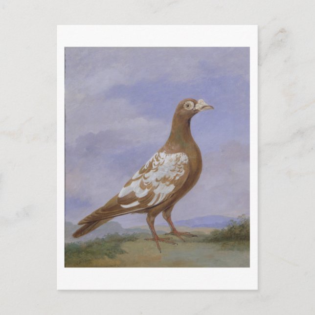 Red Fuss Carrier Pigeon Postkarte (Vorderseite)