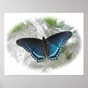 Red Gepunktet Lila Butterfly Poster