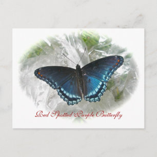 Red Gepunktet Lila Butterfly Series Postkarte