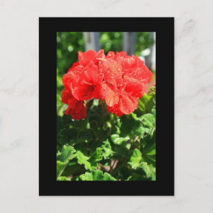 Red Geranium Blume Postcard Postkarte