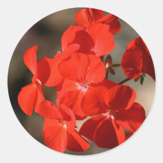 Red Geranium Blume Runder Aufkleber