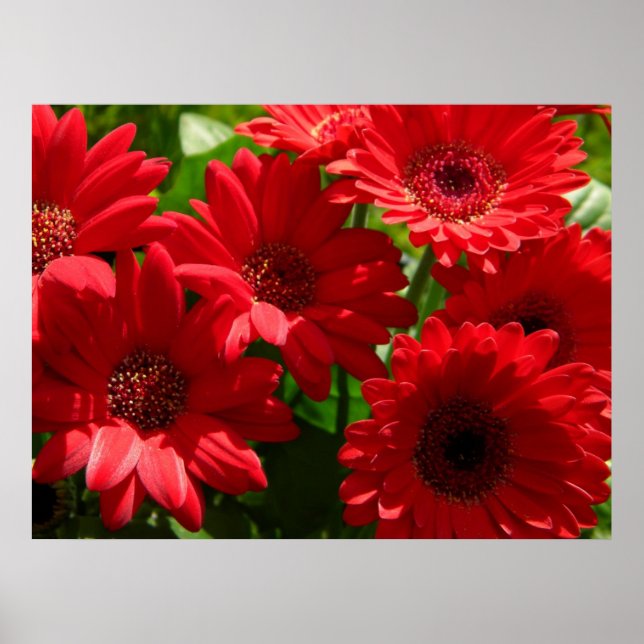 Red Gerber Daisies 2012 5a Poster (Vorne)